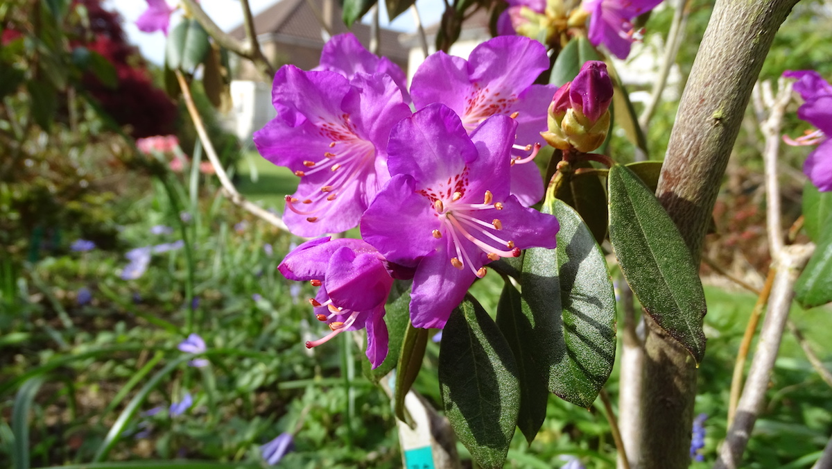 R. rubiginosum 'Ted Millais' AGM